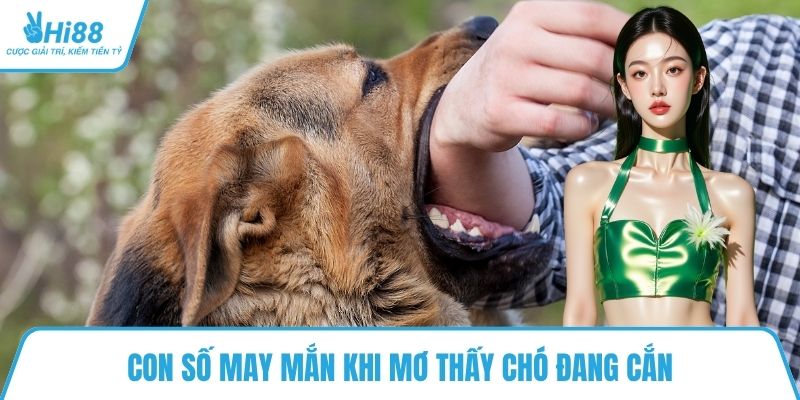 Con số may mắn khi mơ thấy chó đang cắn