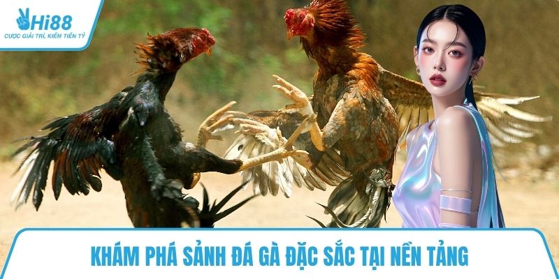 Khám phá sảnh đá gà đặc sắc tại nền tảng